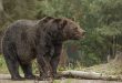 Женщины боятся медведей меньше чем мужчин
